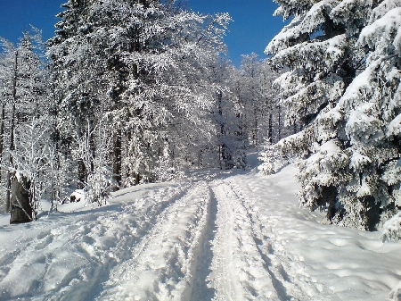 schneeschuhwandern_lusen_schneeschuhtouren_lusen.jpg