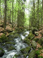Wandern Bayerischer Wald Wanderrouten Wanderstrekcen geführte Wanderungen Bayerwald Wandern Bayerischer Wald Wanderrouten Wanderstrekcen geführte Wanderungen Bayerwald