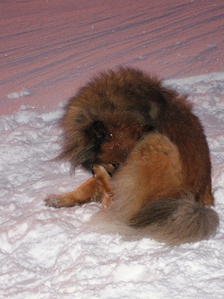 Hundeschneeschuhtour Bayerischer Wald Schneeschuhwanderung Hund