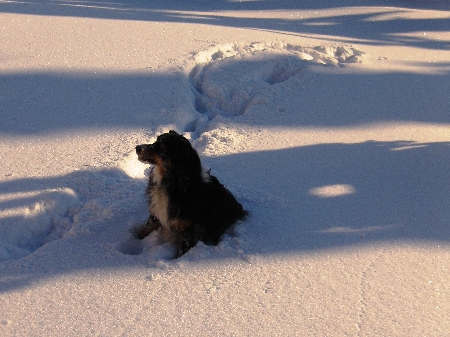 Schneeschuhlaufen Hunde Bayerischer Wald Schneeschuhwandern